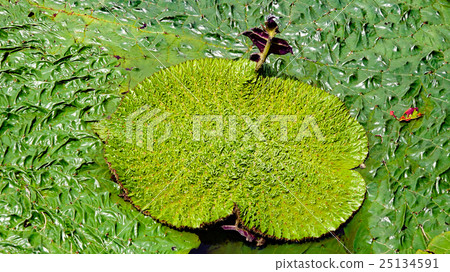 Oni leaf Oni leaf 25134591