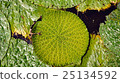 Oni leaf 25134592