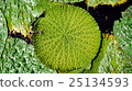 Oni leaf 25134593