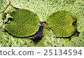 Oni leaf 25134594
