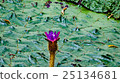 Demon Flower 25134681