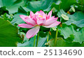 Lotus leaves and flowers 25134690