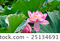 Lotus leaves and flowers 25134691