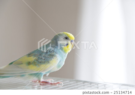 Sekisei parakeet 25134714