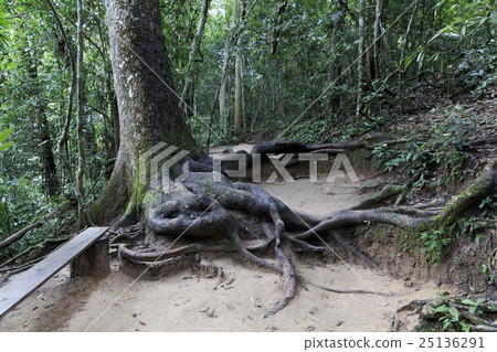 Khao亞伊國家公園在泰國 Khao亞伊國家公園在泰國 25136291