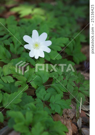 Kikuzu Ikka Kikuzakiichi花語是“安靜的眼睛” 25136425