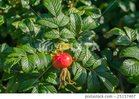 Hamanasu's fruit 25137407