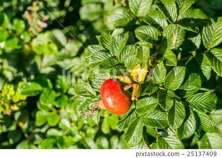 Hamanasu's fruit Hamanasu's fruit 25137409