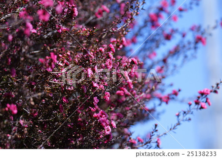 Oiyu Mei Gyooryubai花語言是“美麗的生活” 25138233