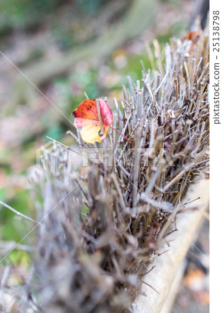 在籬芭的下落的葉子 在籬芭的下落的葉子 25138798