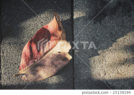 Dried leaves Dried leaves 25139194