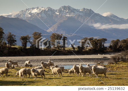 Sheep farm 25139632