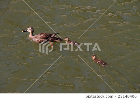 Parent and child 01 of duck Parent and child 01 of duck 25140406