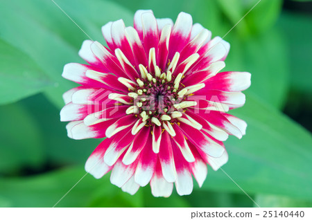 White and red hybrid Aster flower in Bangkok  25140440