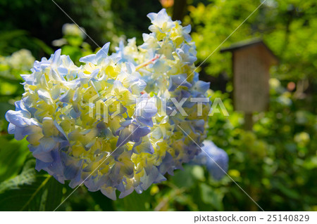 Hydrangea at Meitetsuin Hydrangea at Meitetsuin 25140829
