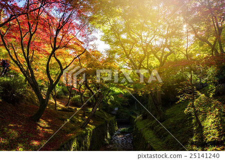 Fall colors at Tofukuji Temple, Kyoto 25141240