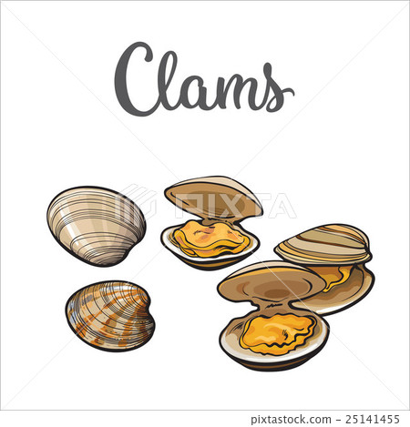 Raw clams isolated on white background Raw clams isolated on white background 25141455