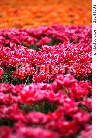 field with red tulips in the netherlands field with red tulips in the netherlands 25141532