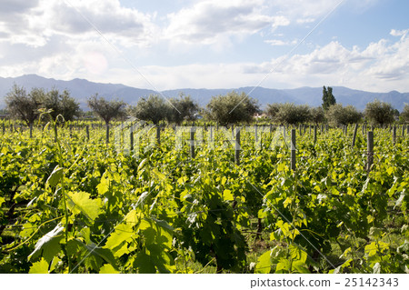 Beautiful vineyard in Mendoza, Argentina 25142343