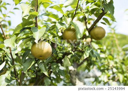 Pear with tree (no sum) 25143994
