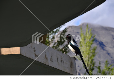 從Hunza Kalimbad旅館看見的Hunza野生鳥在巴基斯坦 25144404