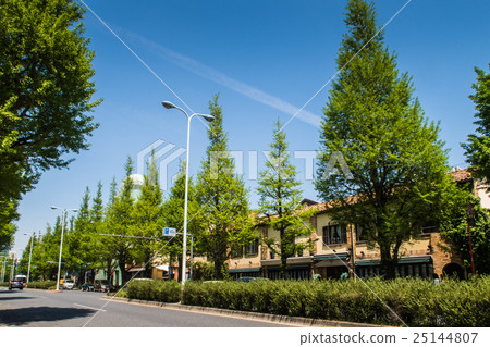 白金台的街道 白金台的街道 25144807