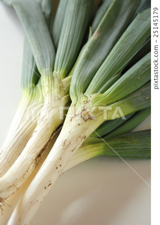 Shimoda Negi Shimoda Negi 25145179