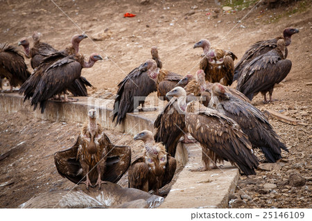 Griffon vulture in a detailed portrait Griffon vulture in a detailed portrait 25146109