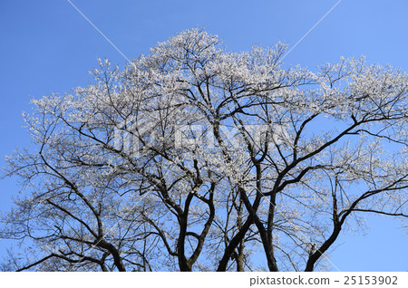 Awasumisakura 25153902