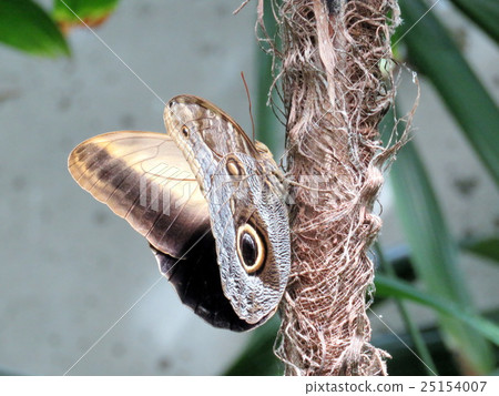 Niagara Owl Butterfly 2016 25154007