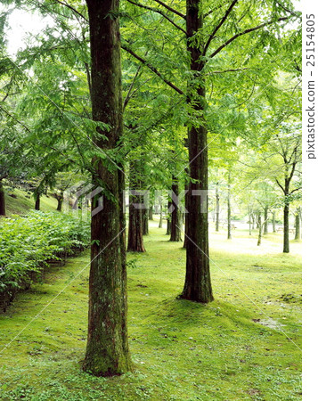 Summer Metasequoia 25154805