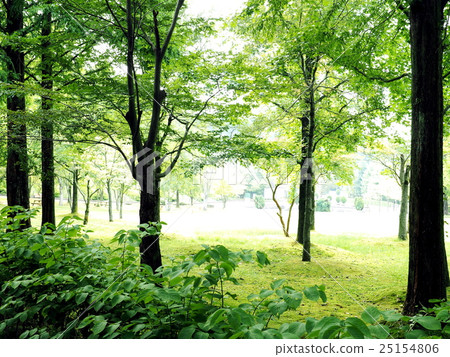 Summer Metasequoia 25154806