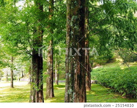Summer Metasequoia 25154810