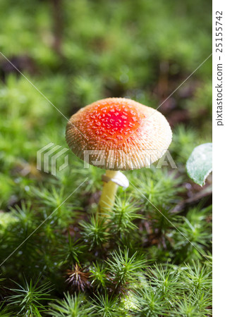 Pierre Benitetake Pierre Benitetake 25155742