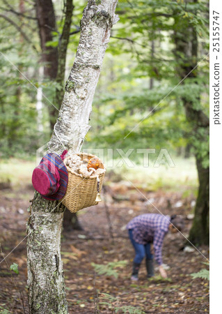 蘑菇採摘 25155747