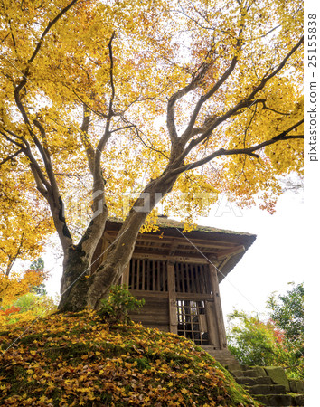 Autumn leaves of Hiraizumi Chusonji, a World Heritage Site 25155838