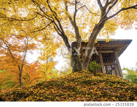 Autumn leaves of Hiraizumi Chusonji, a World Heritage Site Autumn leaves of Hiraizumi Chusonji, a World Heritage Site 25155839