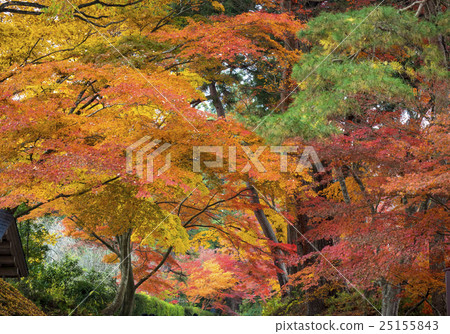 Hiraizumi Chusonji秋葉,世界遺產名錄站點 Hiraizumi Chusonji秋葉,世界遺產名錄站點 25155843