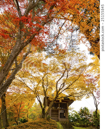 Autumn leaves of Hiraizumi Chusonji, a World Heritage Site Autumn leaves of Hiraizumi Chusonji, a World Heritage Site 25155845
