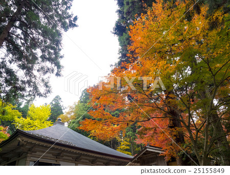 Autumn leaves of Hiraizumi Chusonji, a World Heritage Site 25155849