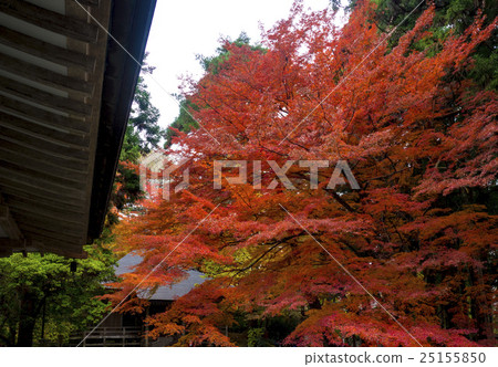 Autumn leaves of Hiraizumi Chusonji, a World Heritage Site 25155850