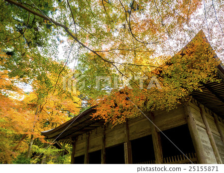 Autumn leaves of Hiraizumi Chusonji, a World Heritage Site Autumn leaves of Hiraizumi Chusonji, a World Heritage Site 25155871
