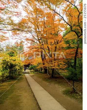Autumn leaves of Hiraizumi Chusonji, a World Heritage Site Autumn leaves of Hiraizumi Chusonji, a World Heritage Site 25155876