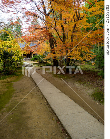 Autumn leaves of Hiraizumi Chusonji, a World Heritage Site 25155882