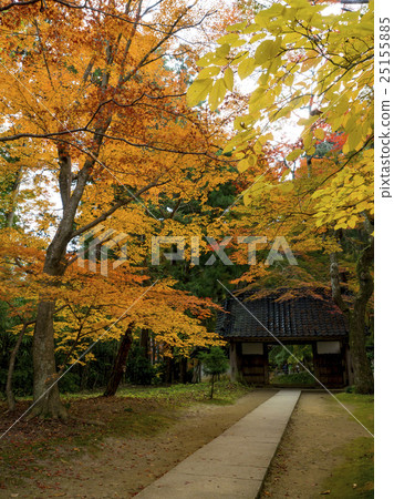 Autumn leaves of Hiraizumi Chusonji, a World Heritage Site Autumn leaves of Hiraizumi Chusonji, a World Heritage Site 25155885
