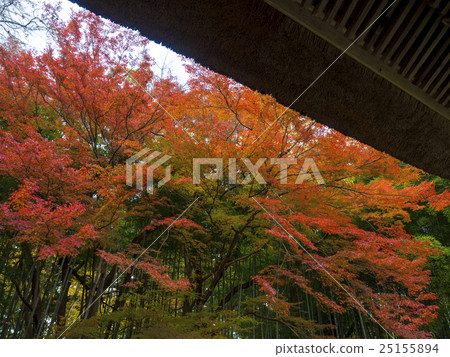 Autumn leaves of Hiraizumi Chusonji, a World Heritage Site Autumn leaves of Hiraizumi Chusonji, a World Heritage Site 25155894