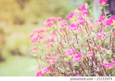 Pink portulaca or moss rose or sun rose garden 25155974