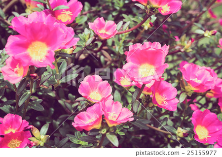 Pink portulaca or moss rose or sun rose garden 25155977