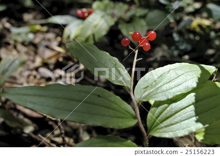 雪竹果子紅色果子 25156223