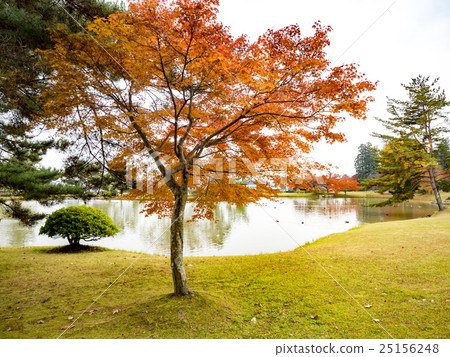 World Heritage Hiraizumi Valley Wang Yuin Leaves Autumn leaves 25156248